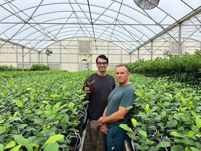 Citrus farm behind the scene gallery image | Via Citrus