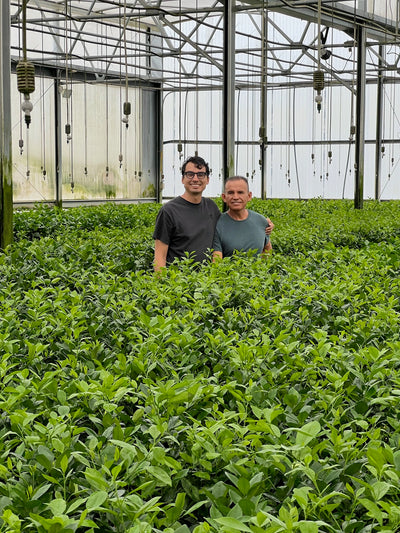 Citrus farm behind the scene gallery image | Via Citrus