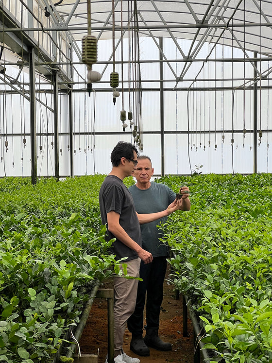 Citrus farm behind the scene gallery image | Via Citrus