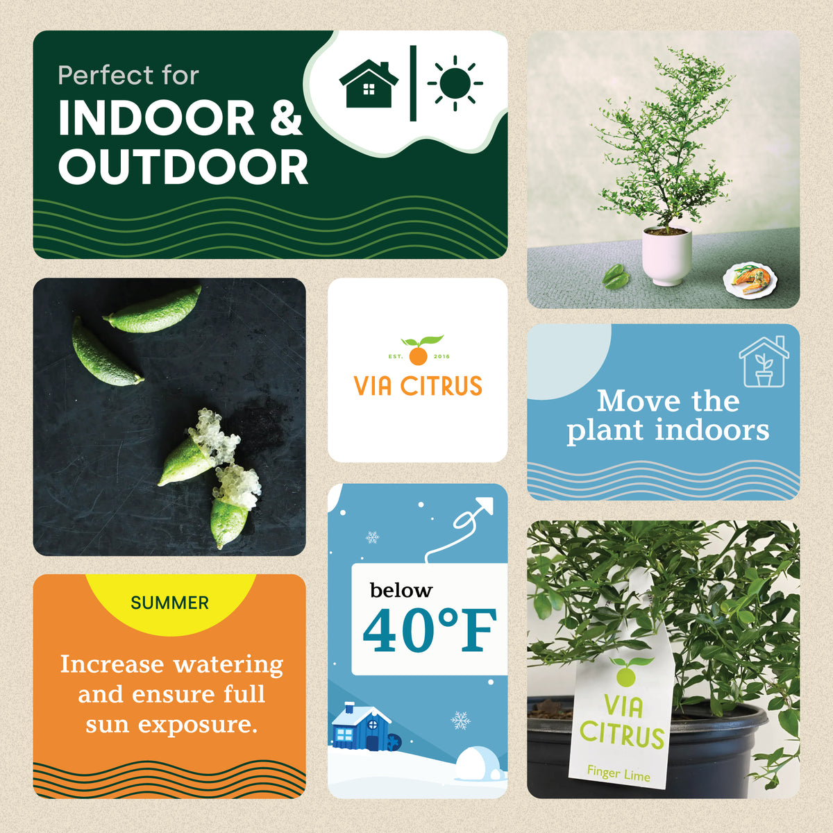Australian Finger Lime Tree | Rare Caviar Lime