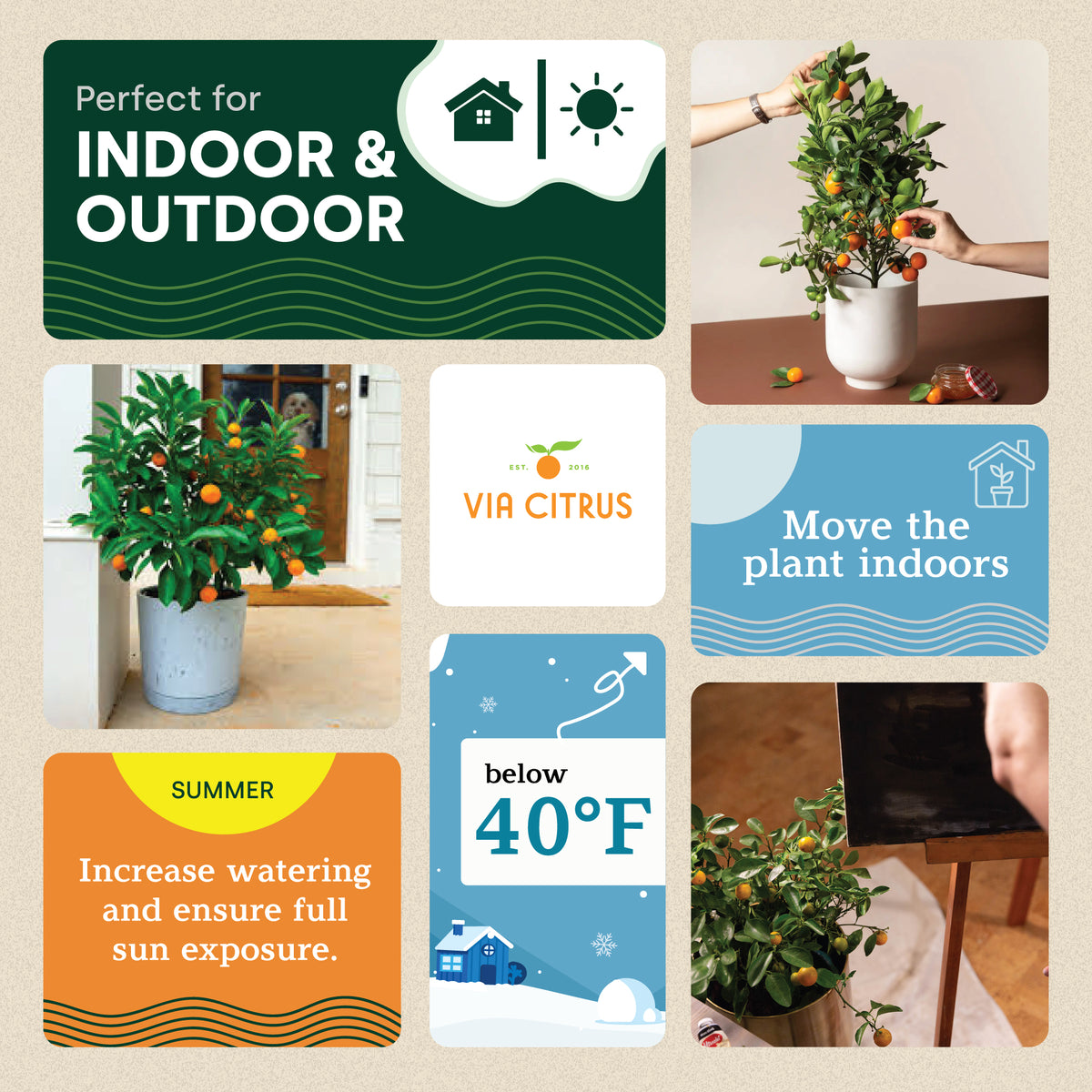 Calamondin / Calamansi Indoor Citrus Tree.