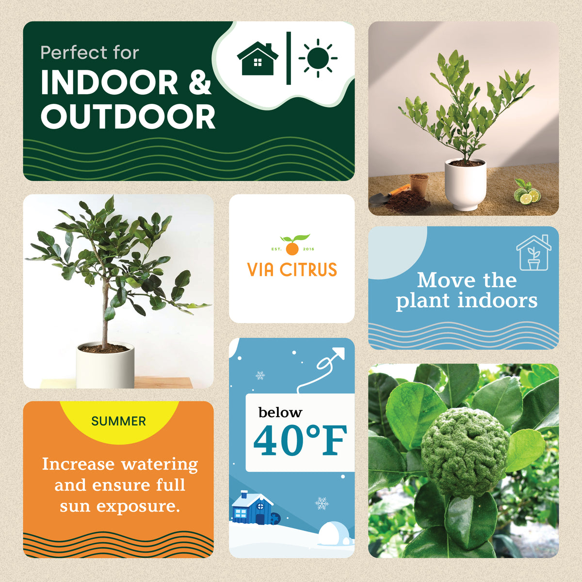 Kaffir Lime Indoor Citrus Tree | Thai Cooking Essential