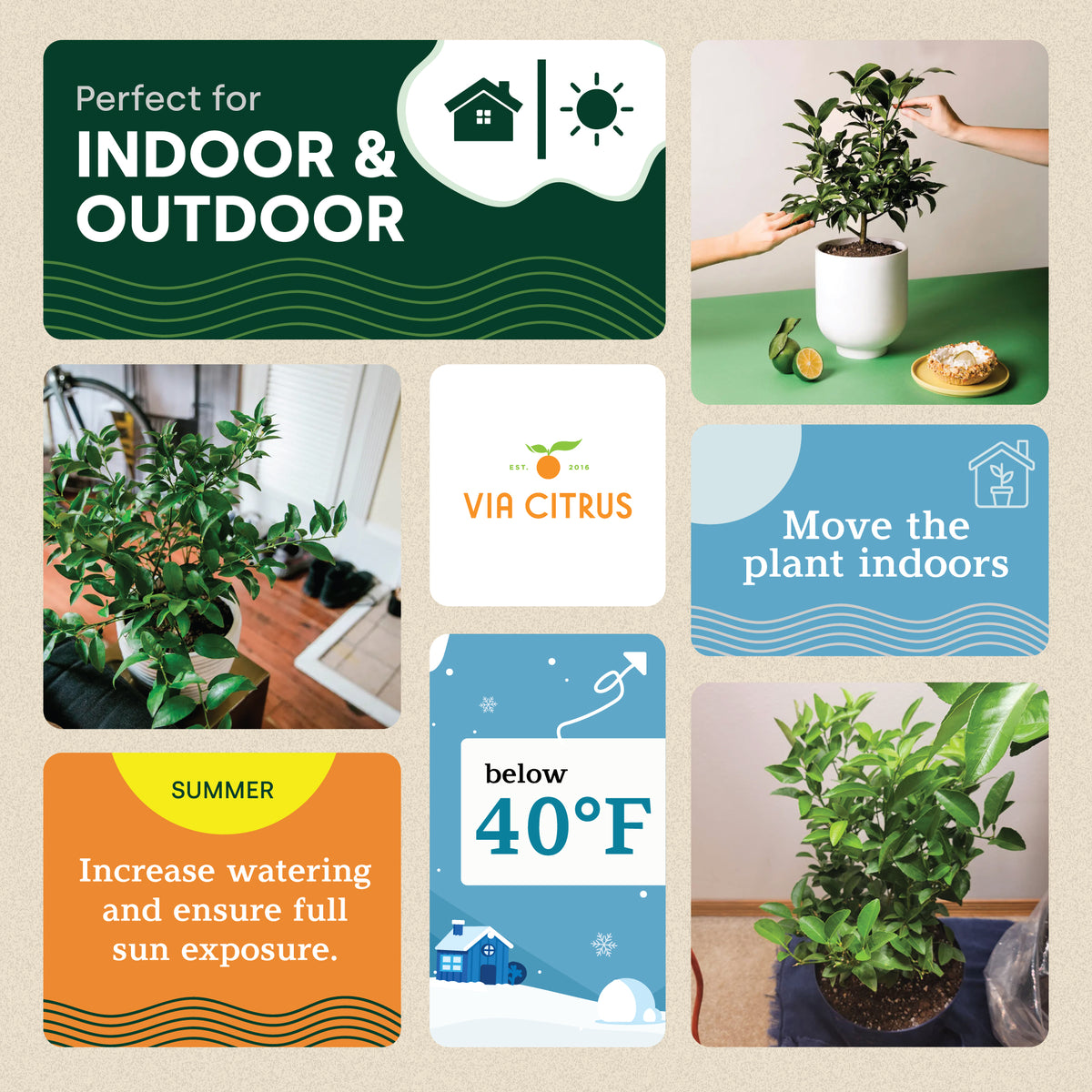 Key Lime Tree. Indoor/Outdoor