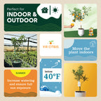 Kumquat (Grafted), Indoor Outdoor Citrus Tree