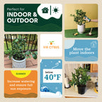 Meyer Lemon Indoor Citrus Tree