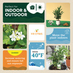 Orange Jasmine Tree. Murraya Paniculata | Fragrant Indoor