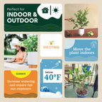 Persian Lime Tree. Indoor Outdoor Citrus Plant Gift