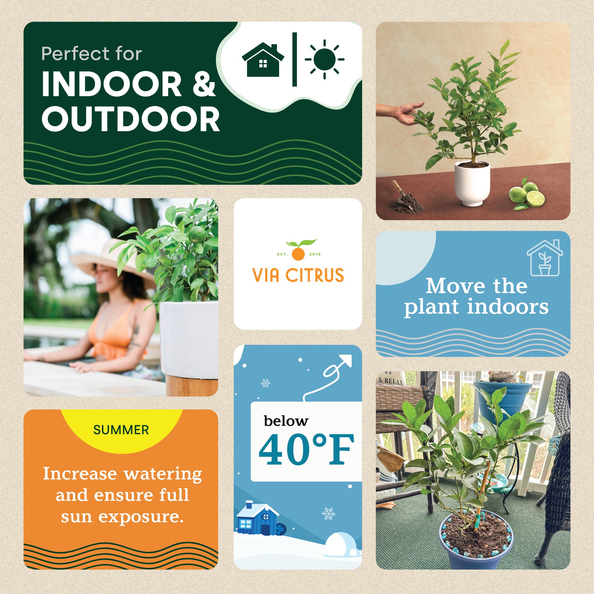 Persian Lime Tree. Indoor Outdoor Citrus Plant Gift