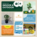 Ponderosa Lemon Tree. Indoor Citrus Tree | Giant Lemons