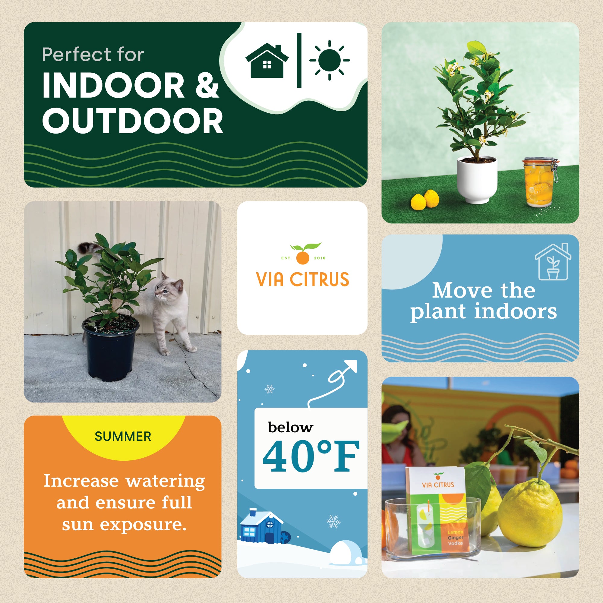 Ponderosa Lemon Tree. Indoor Citrus Tree | Giant Lemons