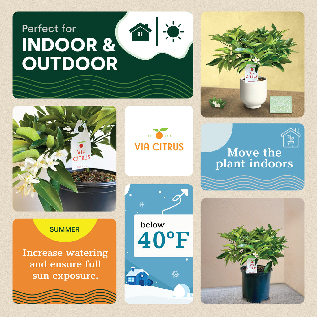 Red Lime Tree. Indoor Outdoor Citrus |  Rare Rangpur Lime