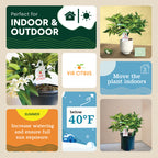 Red Lime Tree. Indoor Outdoor Citrus |  Rare Rangpur Lime