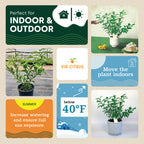 Yuzu Citrus Tree. Indoor Outdoor Citrus, Rare Variety