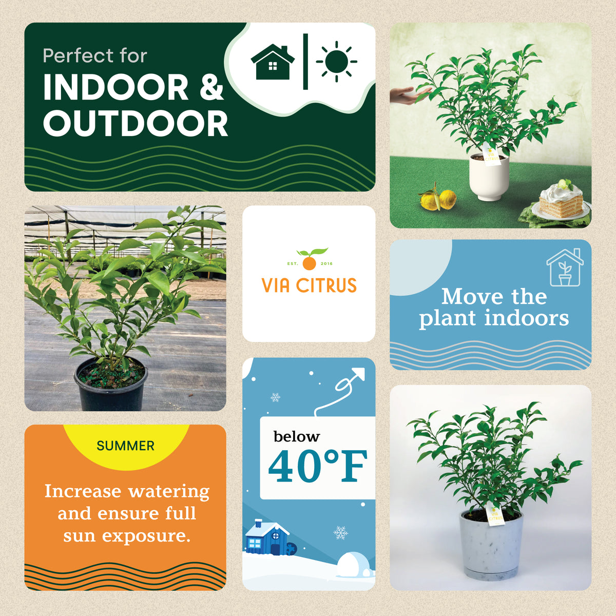 Yuzu Citrus Tree. Indoor Outdoor Citrus, Rare Variety