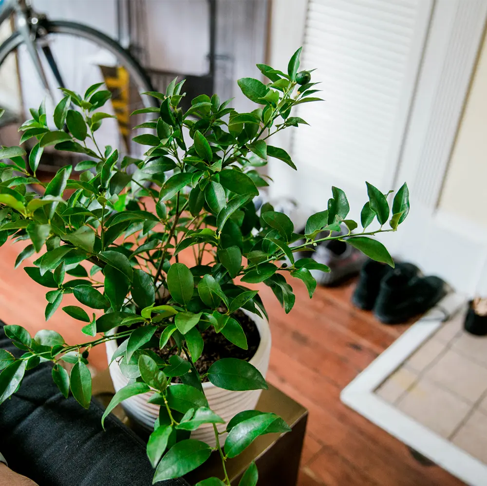 Key Lime Tree. Indoor/Outdoor