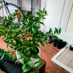 Key Lime Tree. Indoor/Outdoor