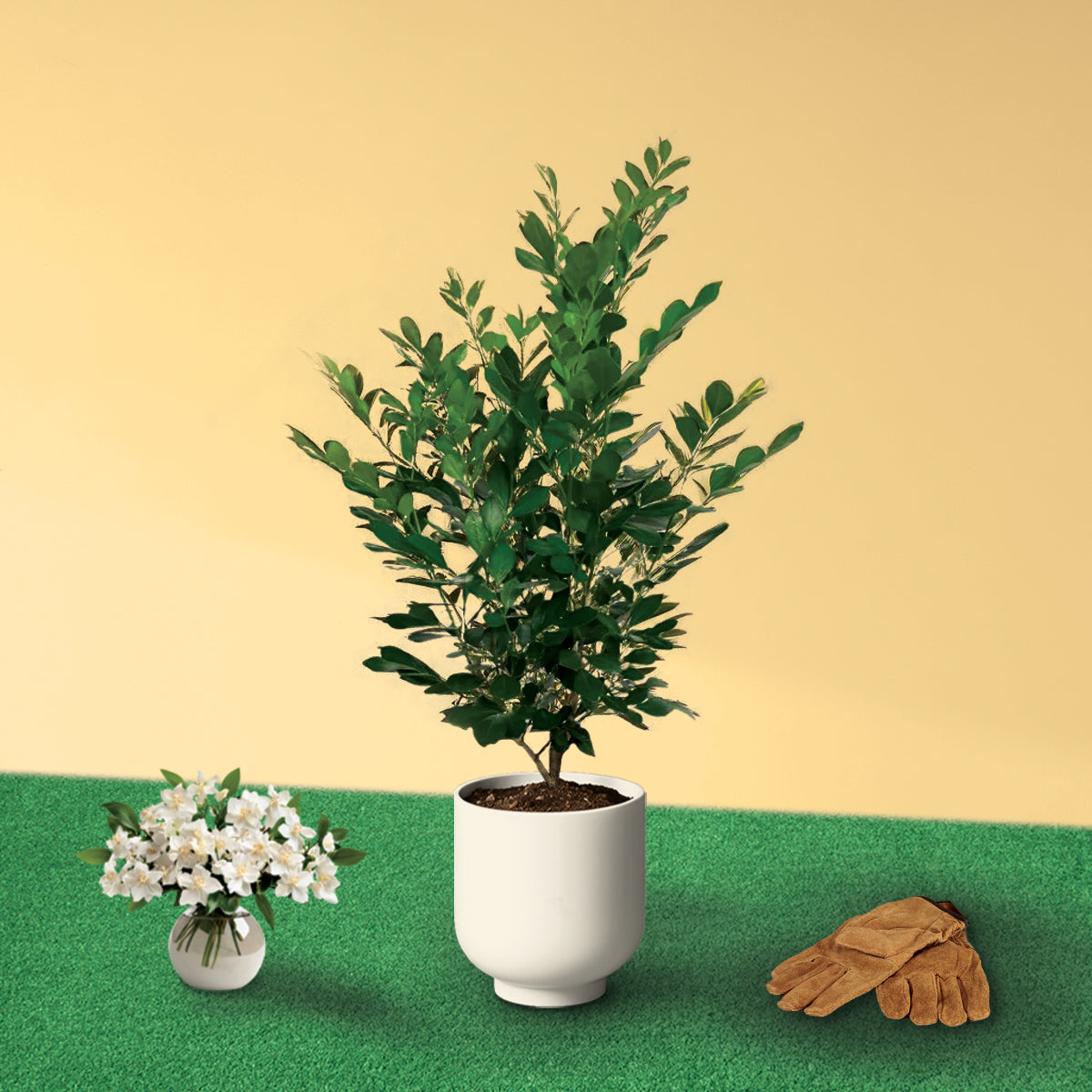 Orange Jasmine Tree. Murraya Paniculata | Fragrant Indoor