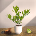 Kaffir Lime Indoor Citrus Tree | Thai Cooking Essential