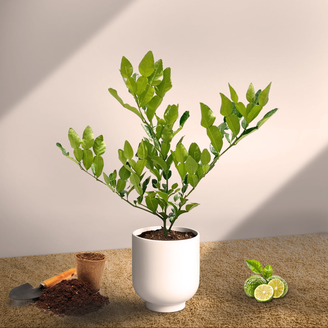 Kaffir Lime Indoor Citrus Tree | Thai Cooking Essential