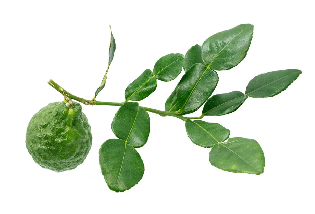 Kaffir Lime Indoor Citrus Tree | Thai Cooking Essential
