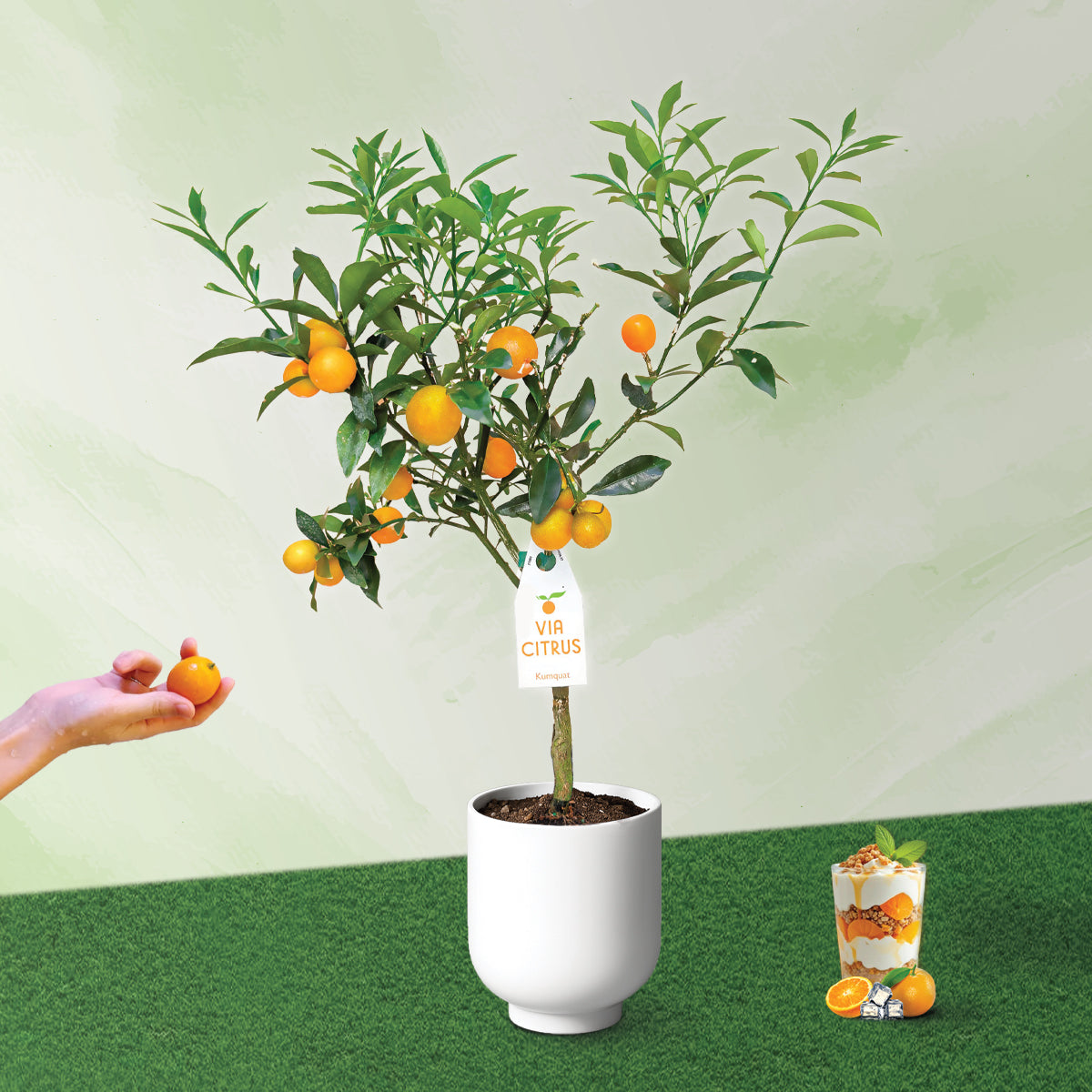 ★TOUT Y EST★ lime orange tree LIME ORANGE TREE 71TU2BVdjKL._UF350,350_QL80_.jpg
