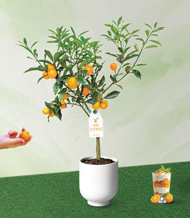 Potted citrus plant with oranges, hand holding an orange, and glass with oranges on a green surface.