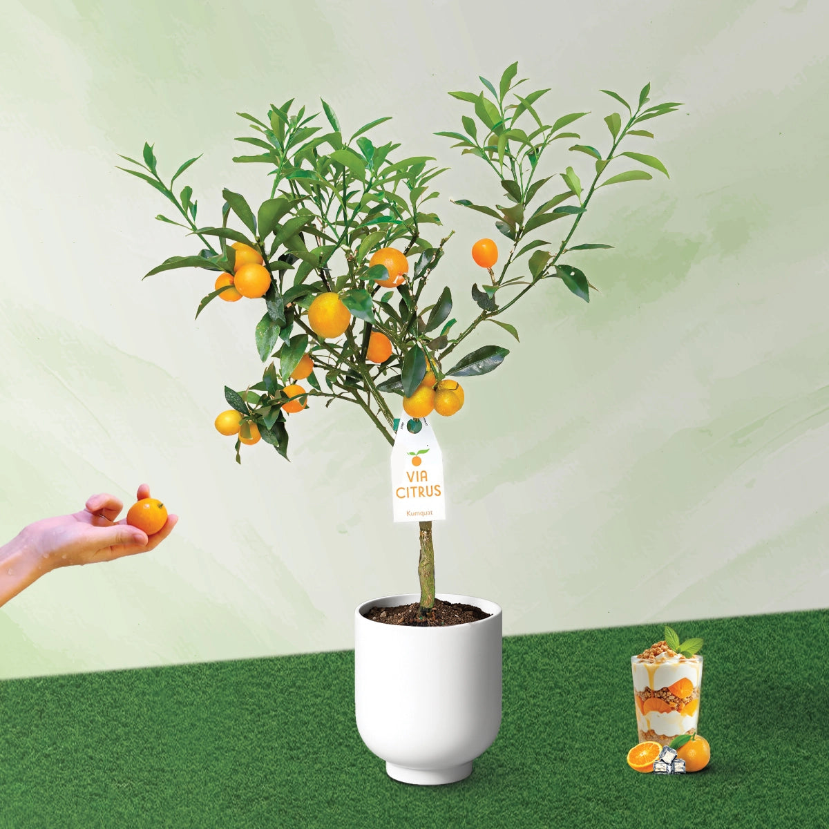 Potted citrus plant with oranges, hand holding an orange, and glass with oranges on a green surface.