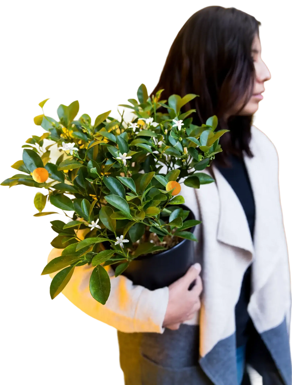 Calamondin/Calamansi Citrus Tree