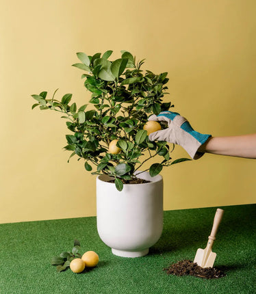 A person's hand picking a Meyer Lemon from a potted plant with a yellow background and a small shovel beside the pot.
