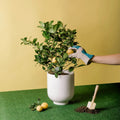 A person's hand picking a Meyer Lemon from a potted plant with a yellow background and a small shovel beside the pot.