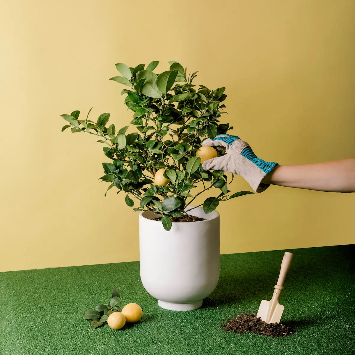 A person's hand picking a Meyer Lemon from a potted plant with a yellow background and a small shovel beside the pot.
