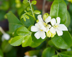 Orange Jasmine Tree. Murraya Paniculata | Fragrant Indoor