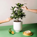 Key Lime Tree. Indoor/Outdoor
