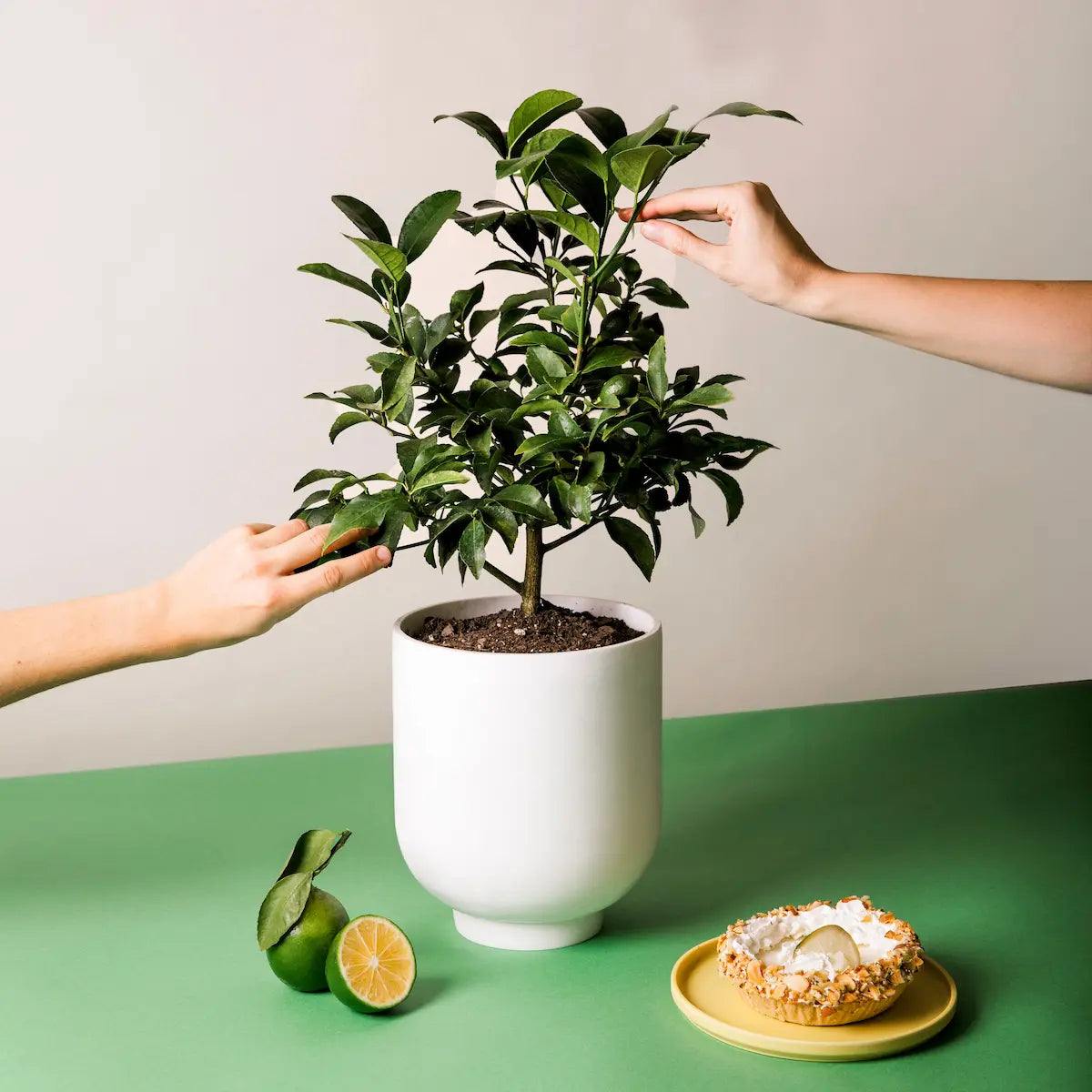 Key Lime Tree. Indoor/Outdoor