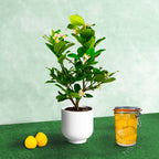Ponderosa Lemon Tree. Indoor Citrus Tree | Giant Lemons