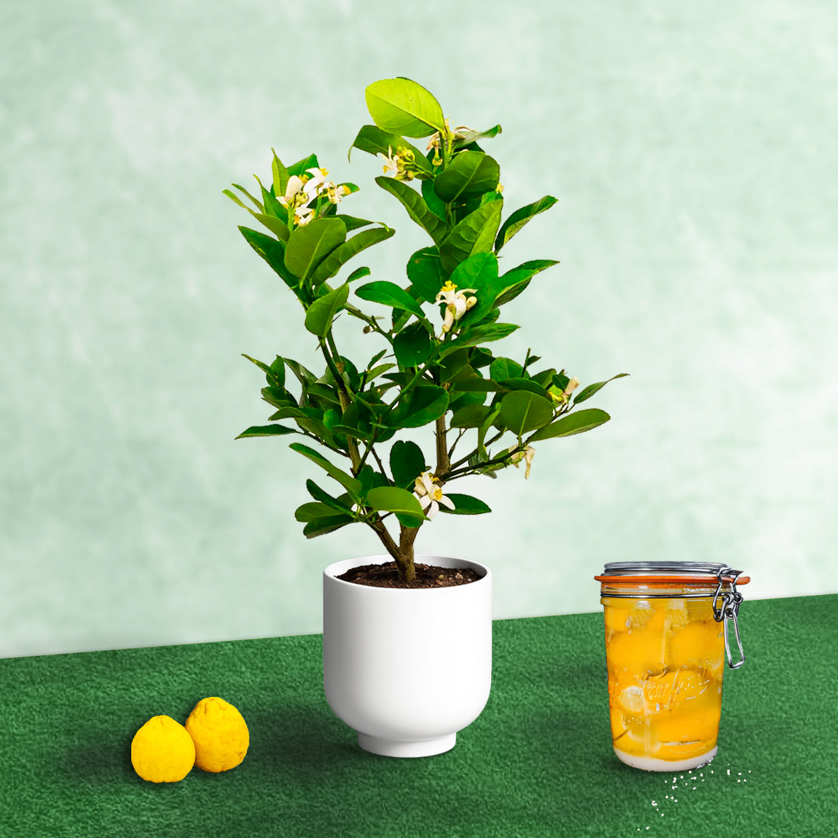 Ponderosa Lemon Tree. Indoor Citrus Tree | Giant Lemons
