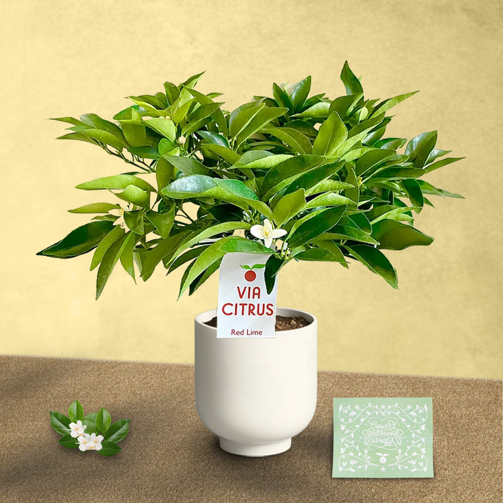 Red Lime Tree. Indoor Outdoor Citrus |  Rare Rangpur Lime