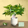Red Lime Tree. Indoor Outdoor Citrus |  Rare Rangpur Lime