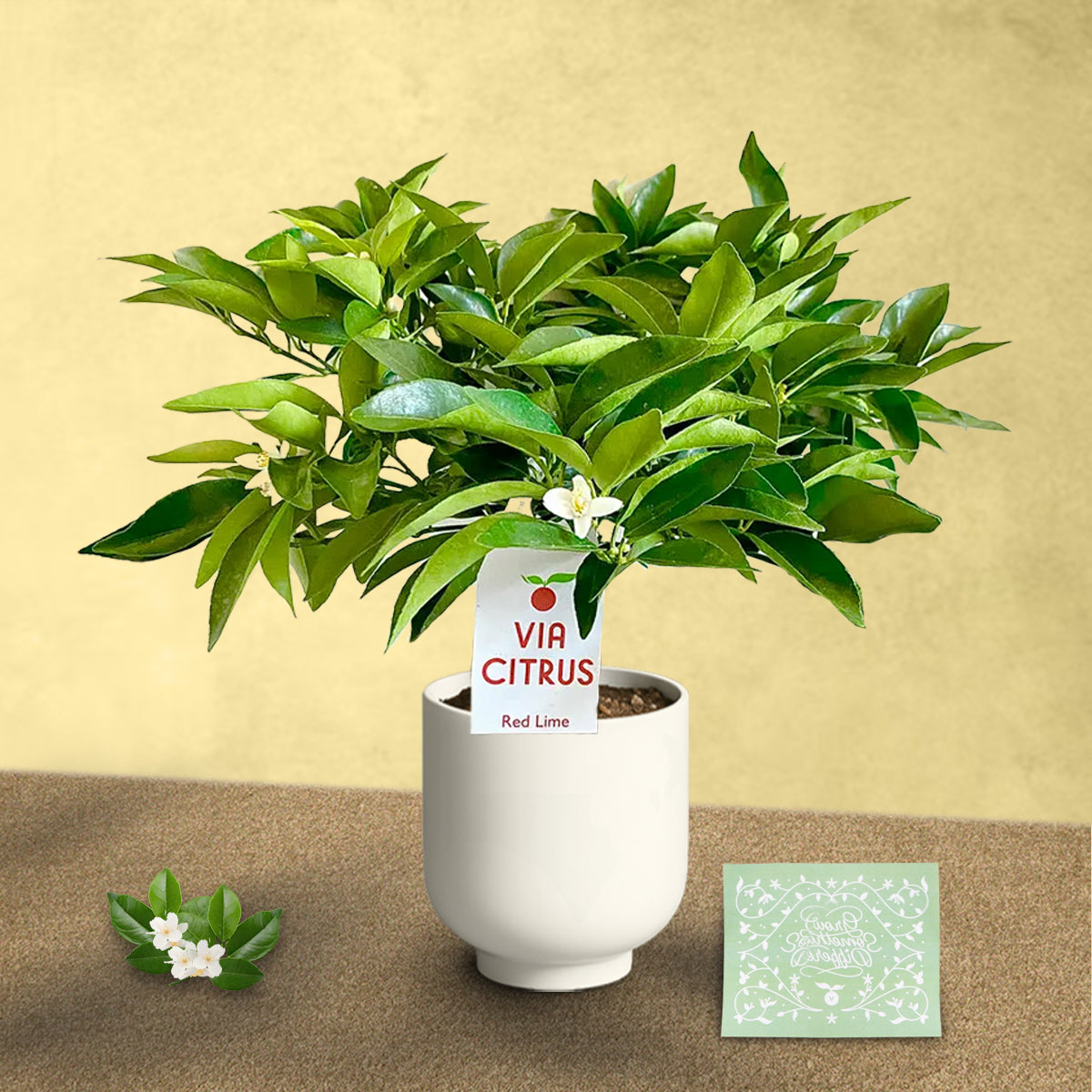 Red Lime Tree. Indoor Outdoor Citrus |  Rare Rangpur Lime