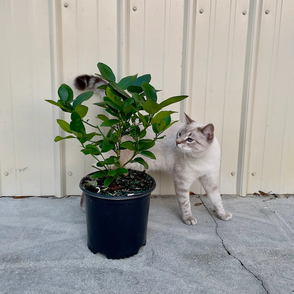 Ponderosa Lemon Tree. Indoor Citrus Tree | Giant Lemons