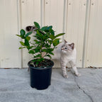 Ponderosa Lemon Tree. Indoor Citrus Tree | Giant Lemons
