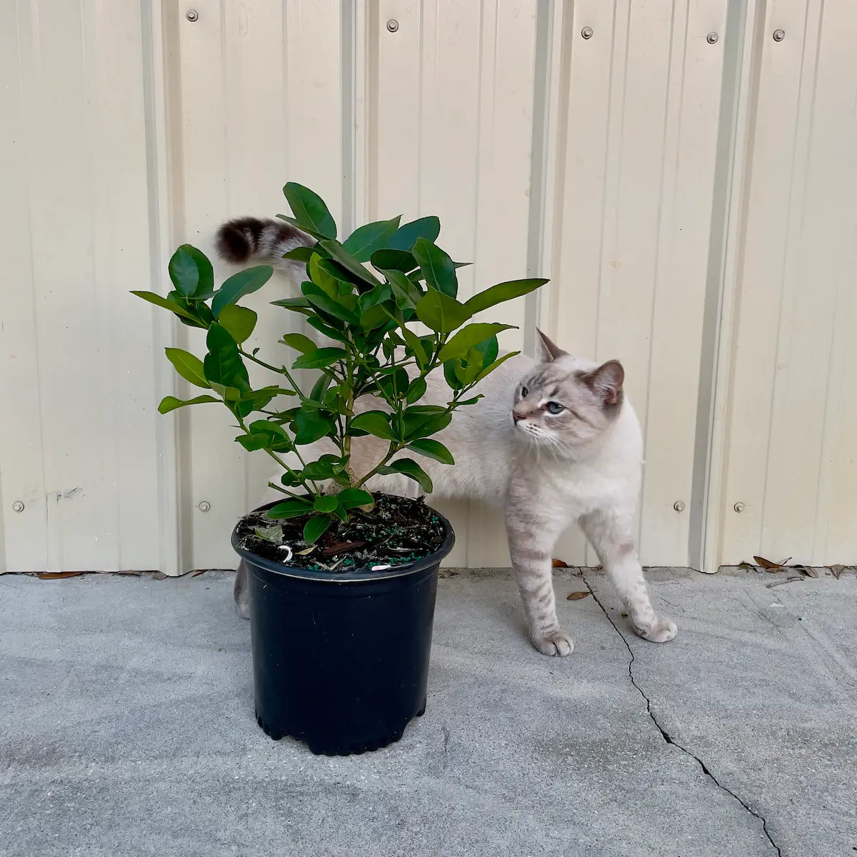 Ponderosa Lemon Tree. Indoor Citrus Tree | Giant Lemons