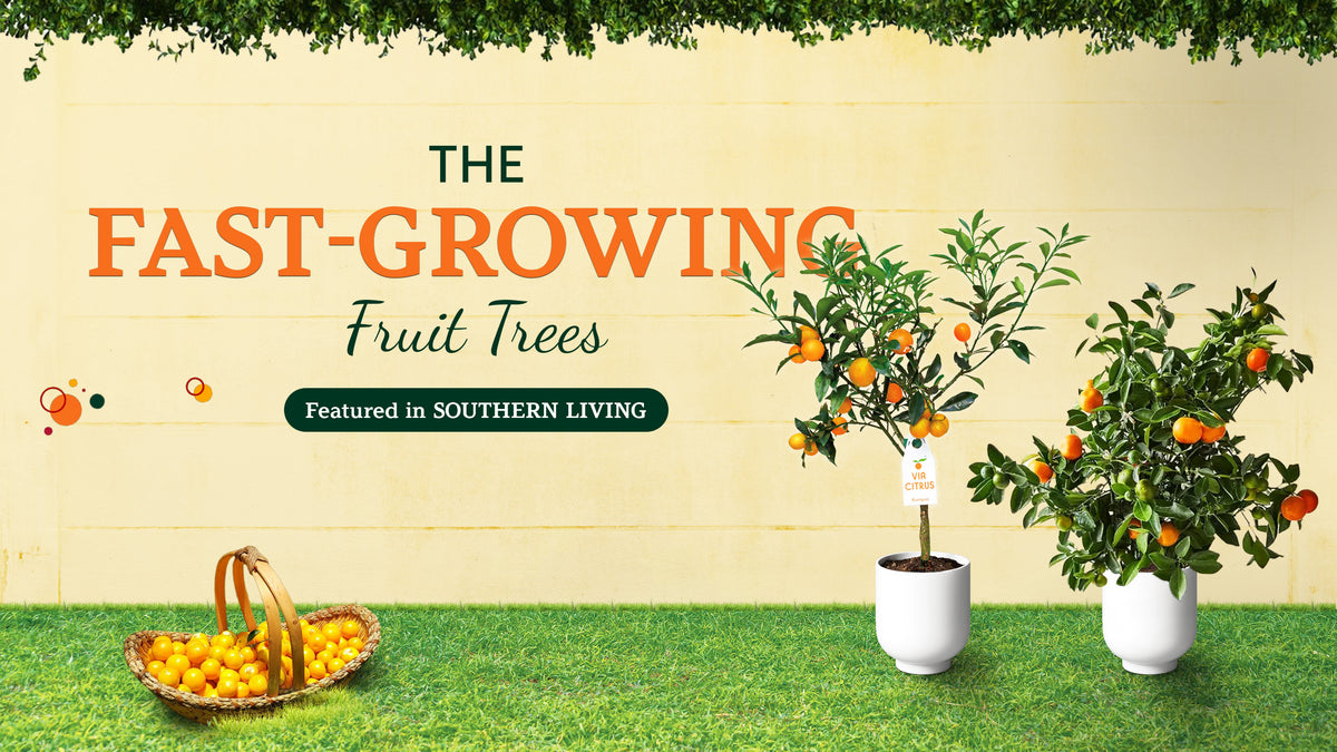 Fastest Growing Fruit Trees
