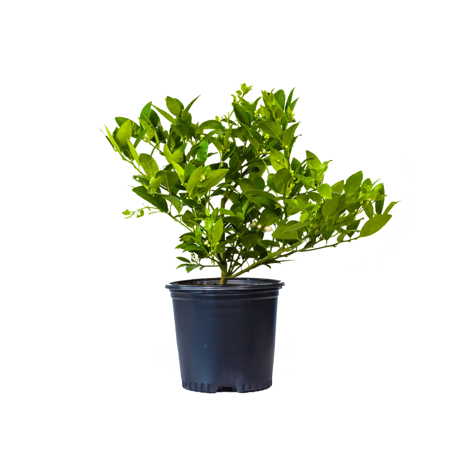 Key Lime