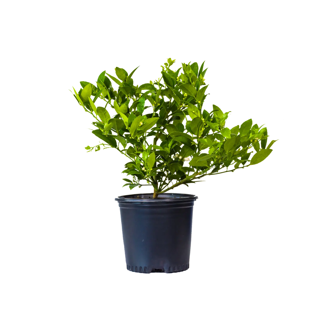 Key Lime Tree. Indoor/Outdoor