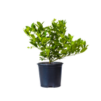 Key Lime Tree. Indoor/Outdoor