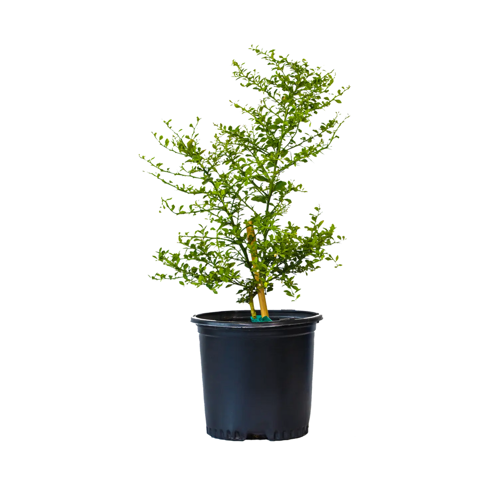Australian Finger Lime Tree | Rare Caviar Lime