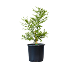 Australian Finger Lime Tree | Rare Caviar Lime