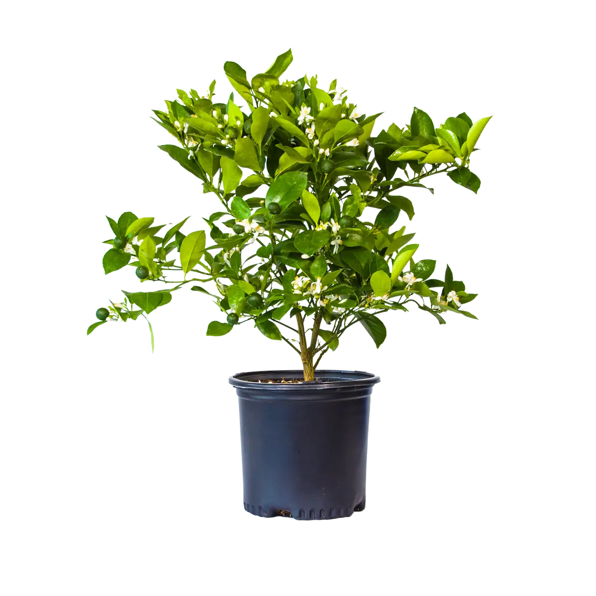 indoor citrus plant fertilizer Citrus Slow Release Fertilizer
