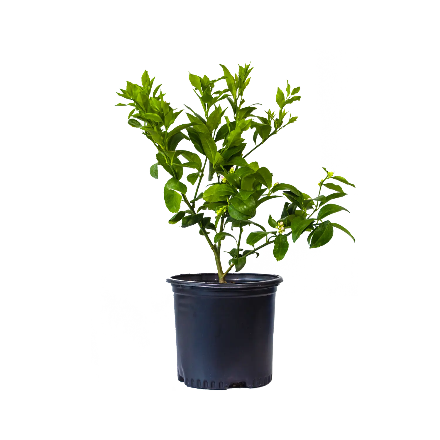 Satsuma Mandarin (Grafted)